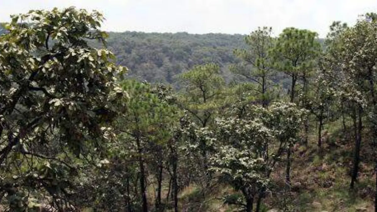 Bosque de la Primavera